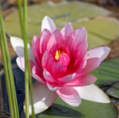 Pink Waterlily by Leslie Leathers 
