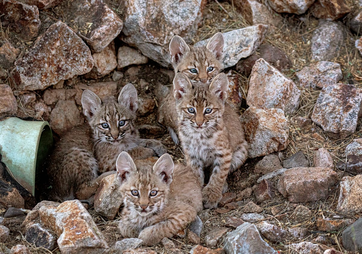 Baby Bobcats by Leslie Leathers 