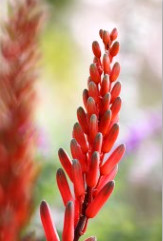 Red Aloe Flower by Leslie Leathers 