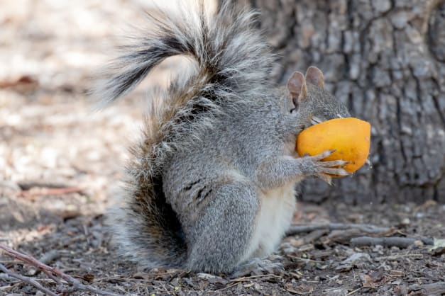 Shy Squirrel by Leslie Leathers 