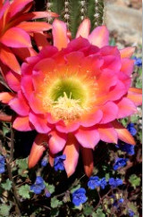 Torch Cactus Flower by Leslie Leathers 