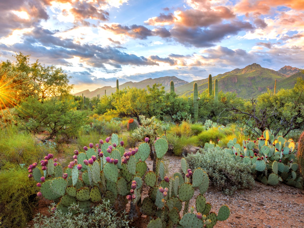 Verdant Desert by Leslie Leathers 