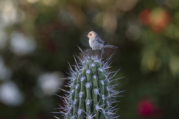 Verdin Strong by Leslie Leathers 