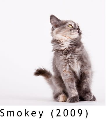Smokey by Michael Kloth 