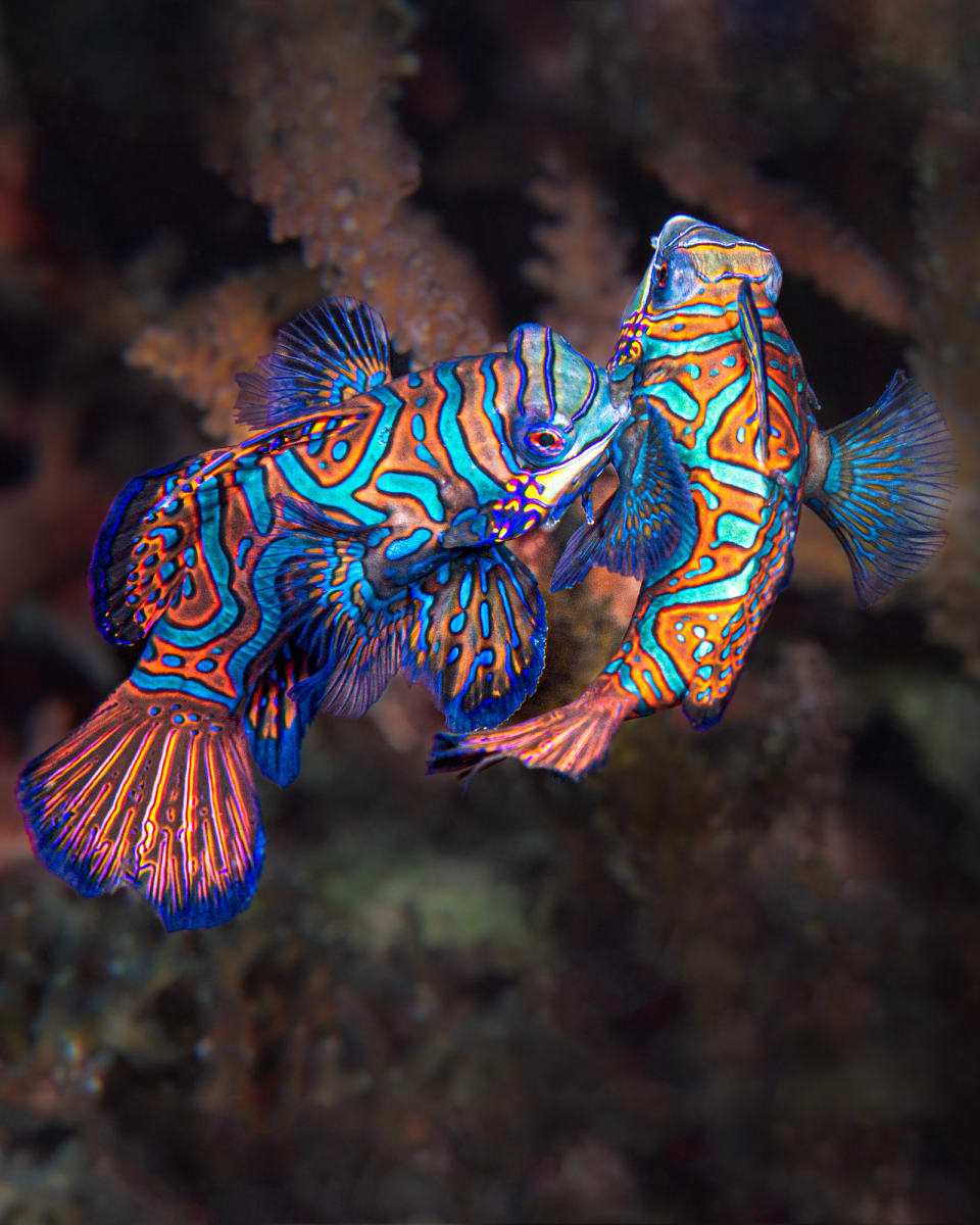 Mandarinfish, Lembeh, Indonesia by Kathy Krucker 