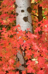 Maple’s Fall Colors Hug an Aspen Trunk    by Susan Drew 