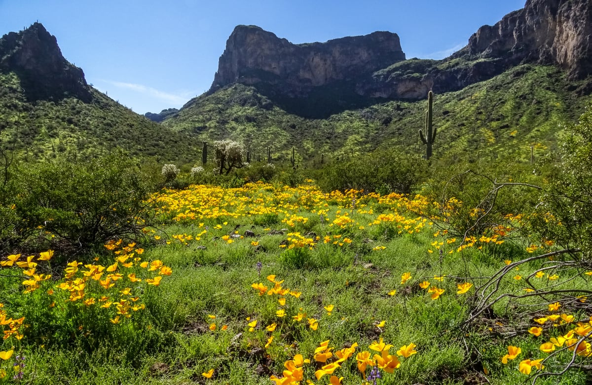 Poppies-a-Plenty by Marianne Leis 