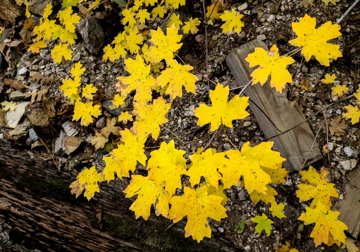 Mountain Maple leaves carpet the sunset trail in Bear Wallow Canyon, Mt. Lemmon by Gregory E McKelvey 
