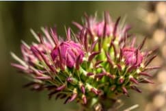 Cactus Flowers 2515 by Mark Cormier 