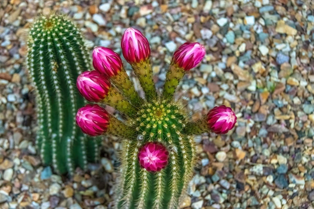 Cactus Flowers 2613 by Mark Cormier 