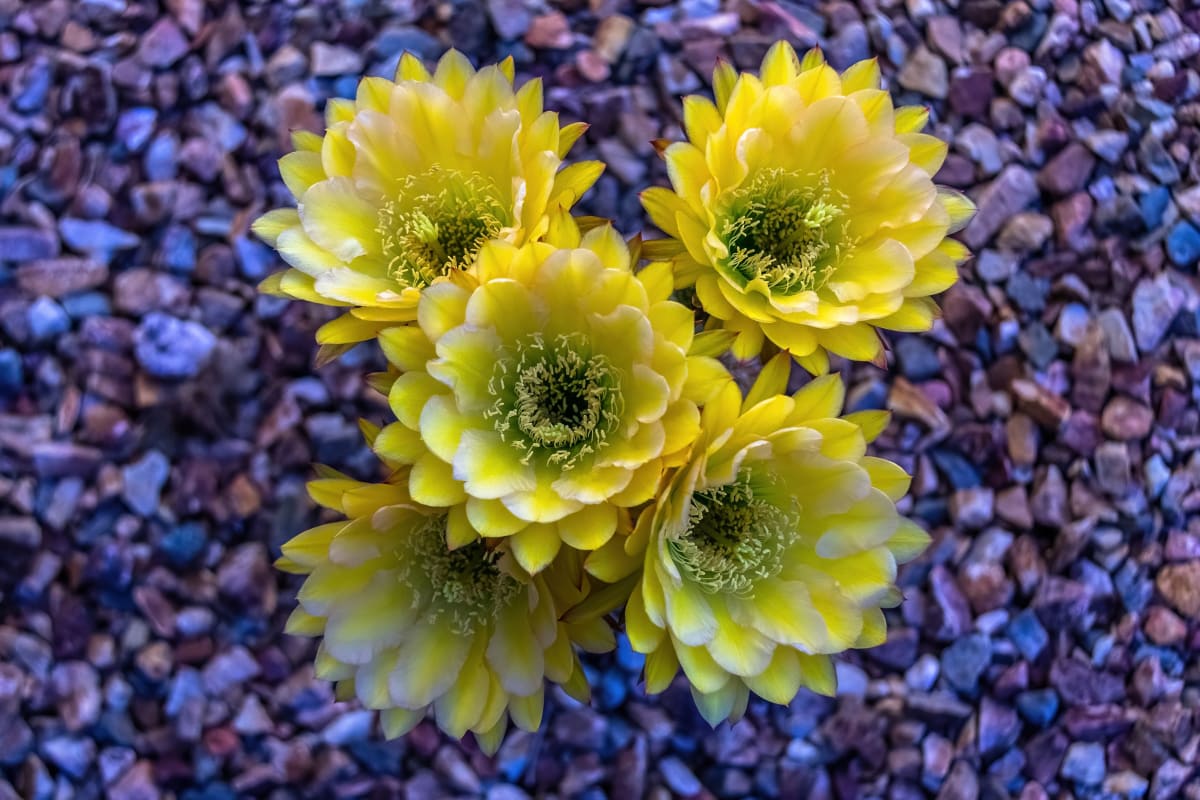 Cactus Flowers 2631 by Mark Cormier 