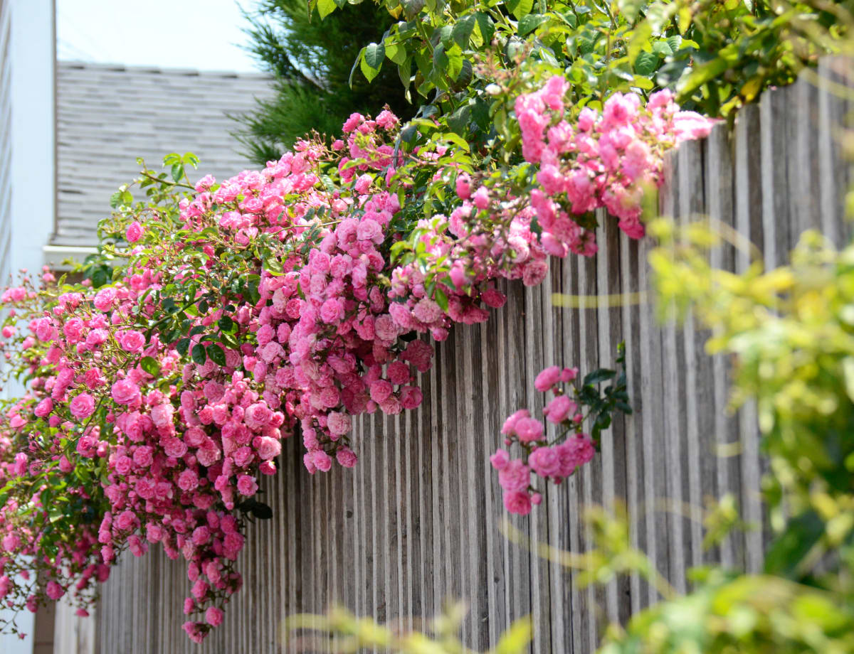 Blossoming Fence by Marla Endicott 