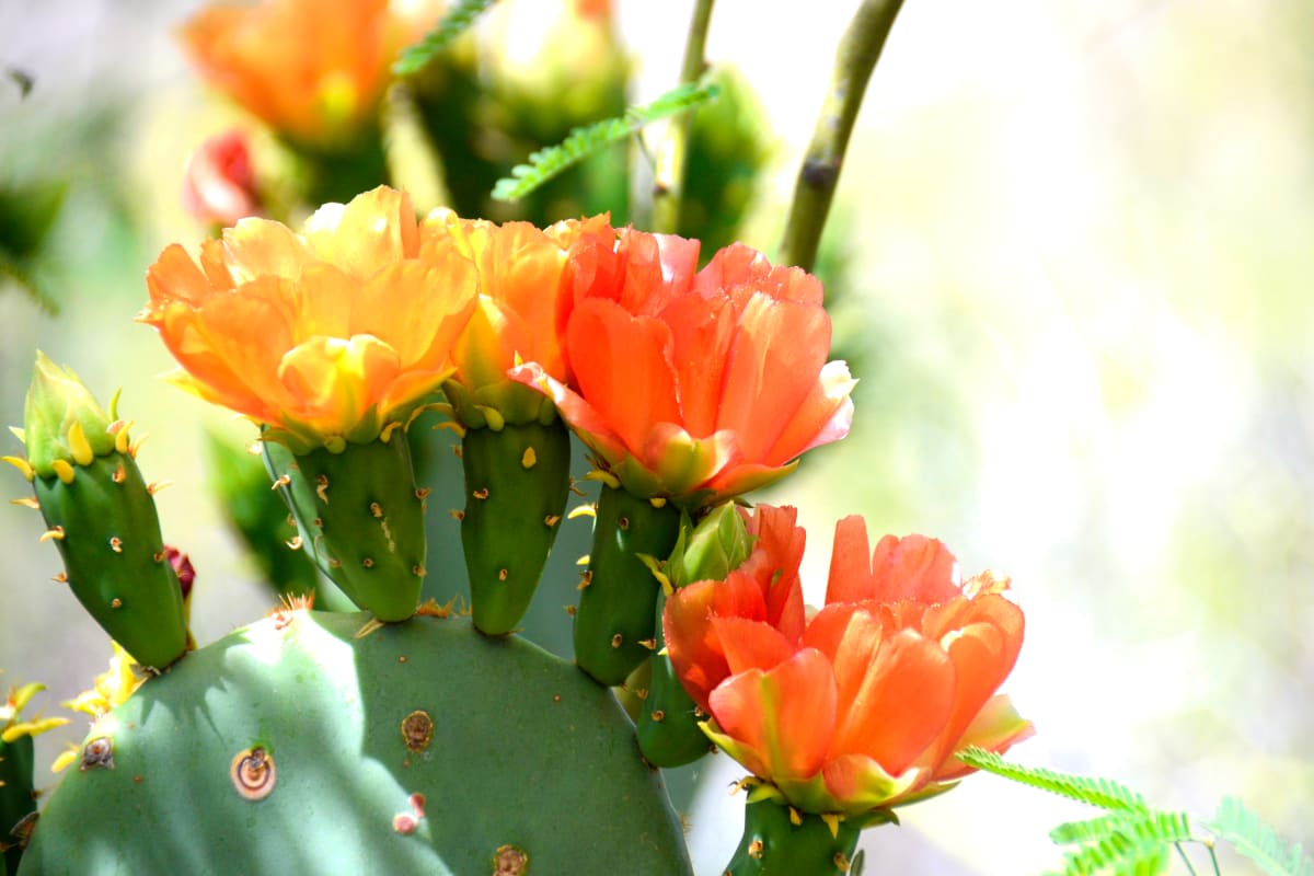 Cactus Eye Candy by Marla Endicott 