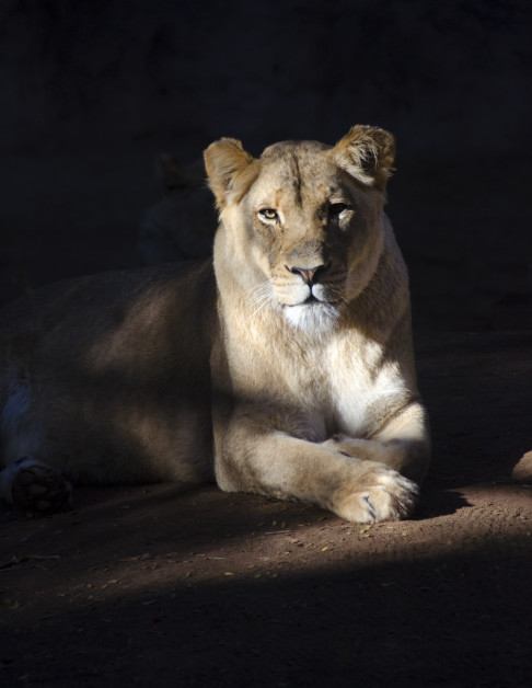 Kaya, Reid Park Zoo    by Marla Endicott 