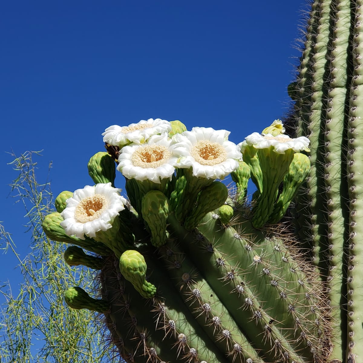 When Saguaros Bloom by Marla Endicott 