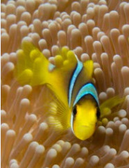 Hello There! (Clarks Anemonefish, Fiji) by Matt Offerdahl 