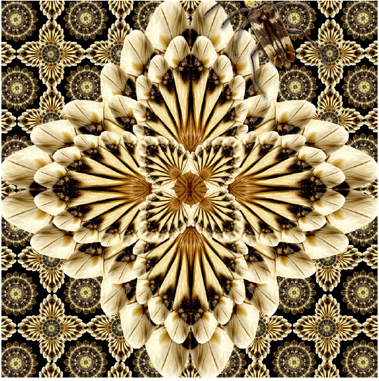 Megacyllene Beetle by Ric Nielsen 