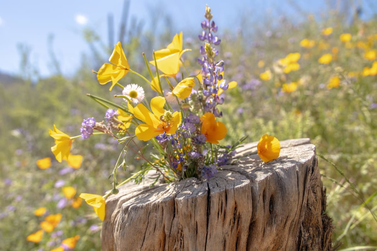 Where Flowers Bloom So Does Hope by Melinda Tichenor 