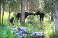 Moose Smooch by Susan Drew, Image 1.