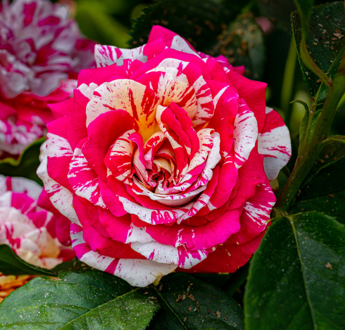 Neil Diamond Rose, Butchart Gardens by Gerald Goldberg, MD 