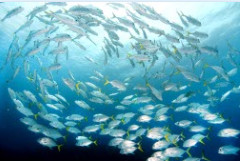 Fish Ball, Grand Cayman by Bruce Schadow 