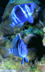 Indigo Hamlets, Belize by Kathy Krucker 