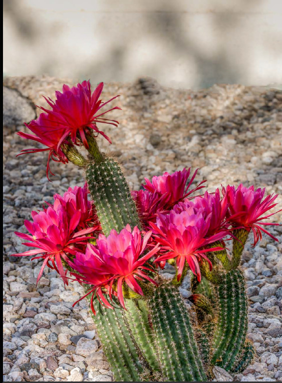 Cereus Cactus #2 by John Perry 