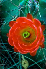 Hedgehog Cactus #4 by John Perry, Image 1.