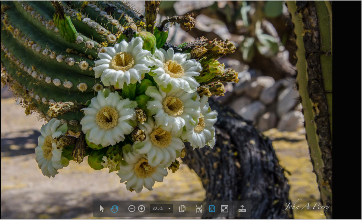 Saguaro #14 by John Perry 