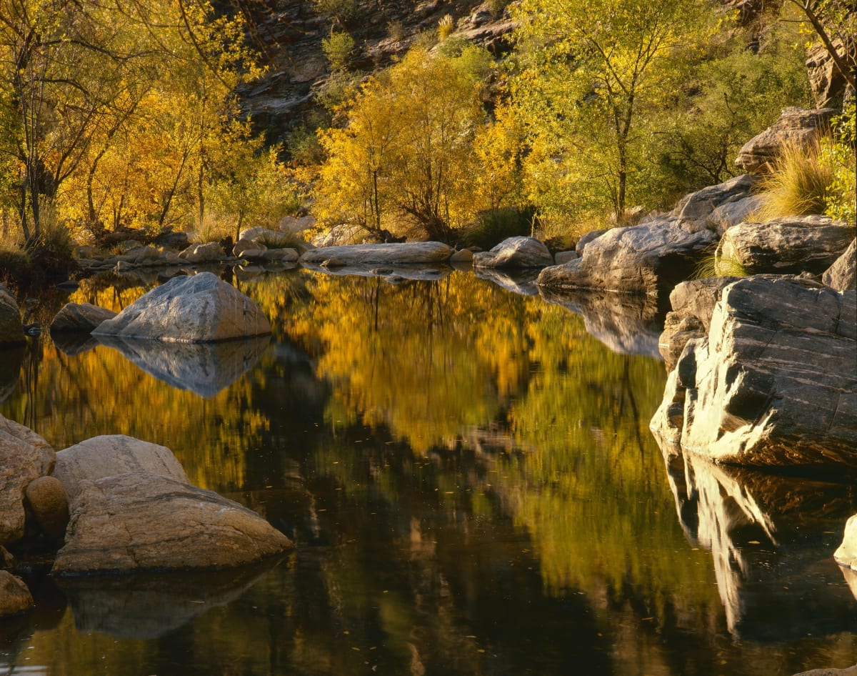 Arizona Walnut and Willow Trees in Sabino Canyon by Randy Prentice 