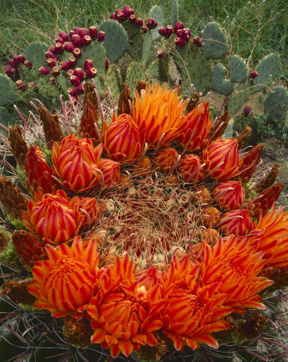 Barrel Cactus Blossoms by Randy Prentice 
