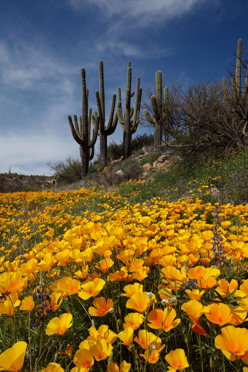 Carpet of Mexican Gold Poppies by Randy Prentice 