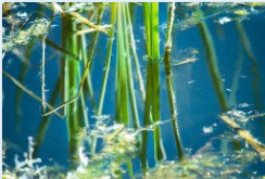 Quiet Sleepy Lake, Pena Blanca    by Niccole Celeste Radhe 