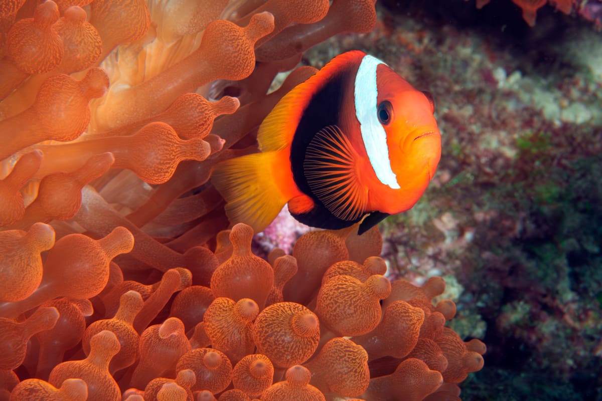 Red and Black Anemonefish, Raja Ampat, Indonesia by Kathy Krucker 