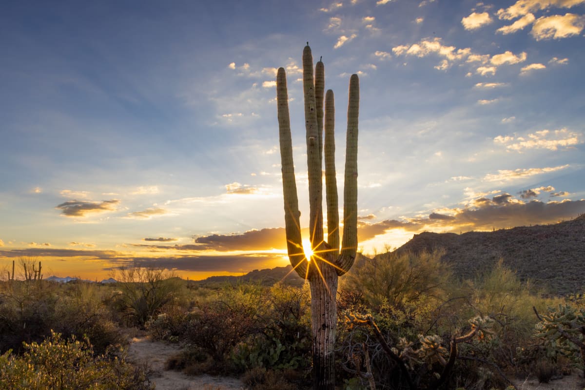 Saguaro Sunset by Rhonda Royse 