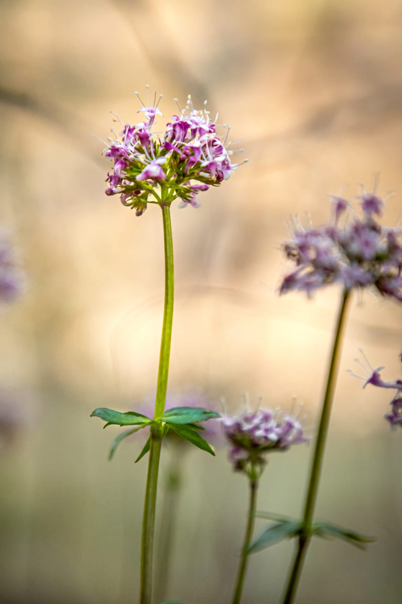 Mountain Wildflowers by Rhonda Royse 