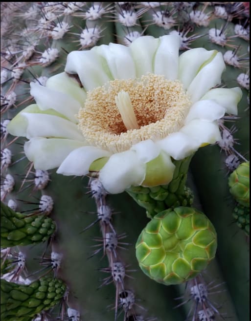 Saguaro Flower, Saguaro National Park by Gregory E McKelvey 