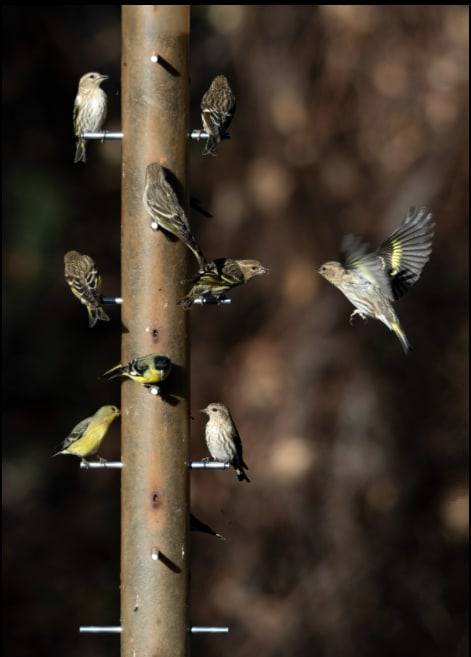 Finch Feeding Frenzy, Madera Canyon by Gregory E McKelvey 