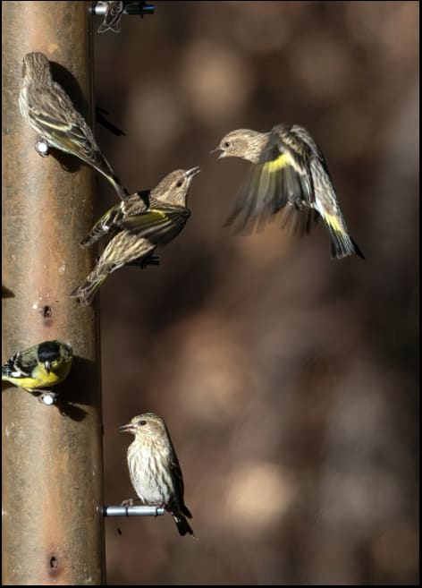 I am Hungry Too!! by Gregory E McKelvey 