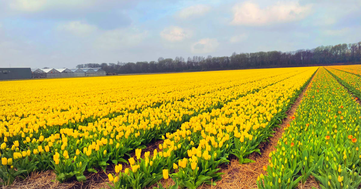 KH Bloembollen Tulip Fields, Tuitjenhorn, Netherlands by Roseann Milano 