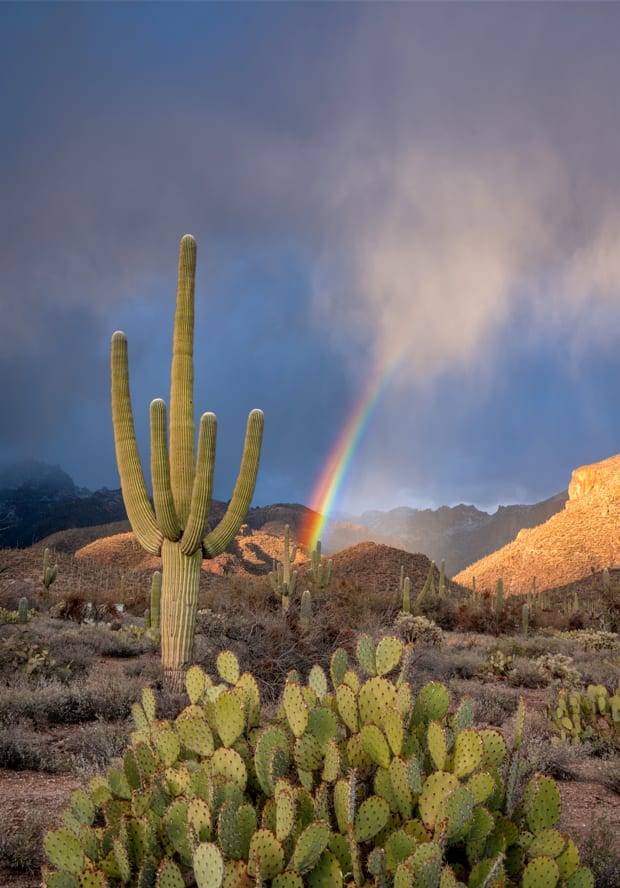 Rainbow over Sabino Canyon by Leila Shehab 