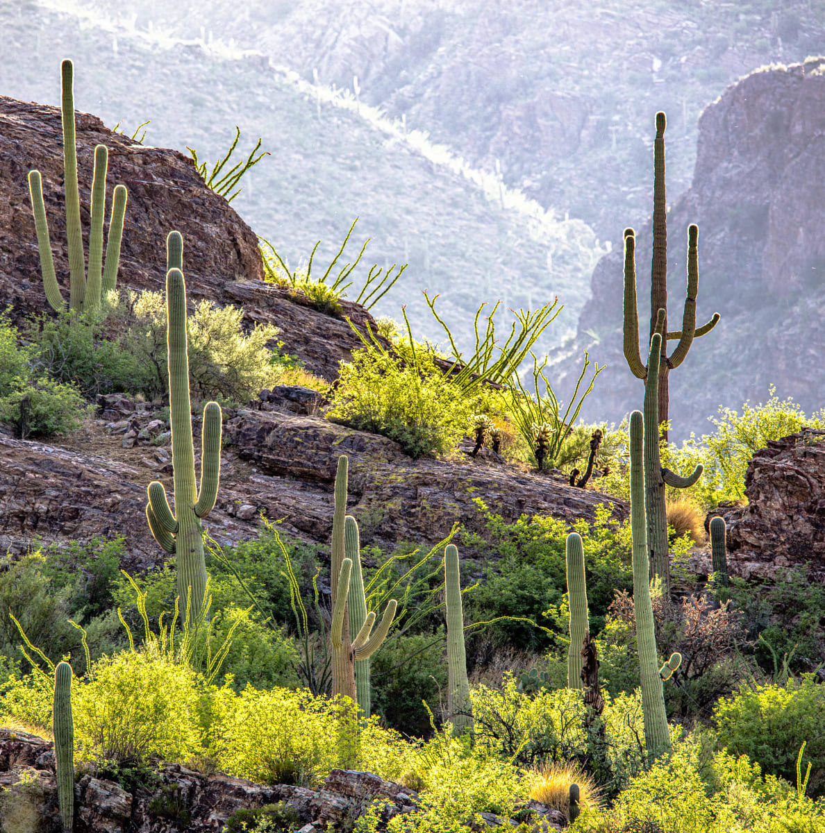 Saguaro Heaven XIII by James Root 