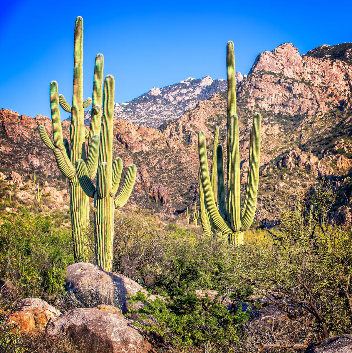 Saguaro Heaven XVII by James Root 