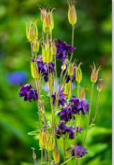 European Columbine 1 by Gerald Goldberg, MD 