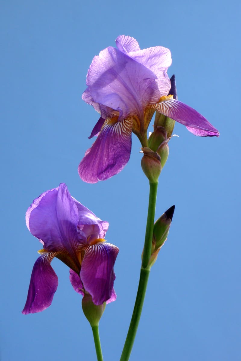 Irises by Sonja Van Buuren 