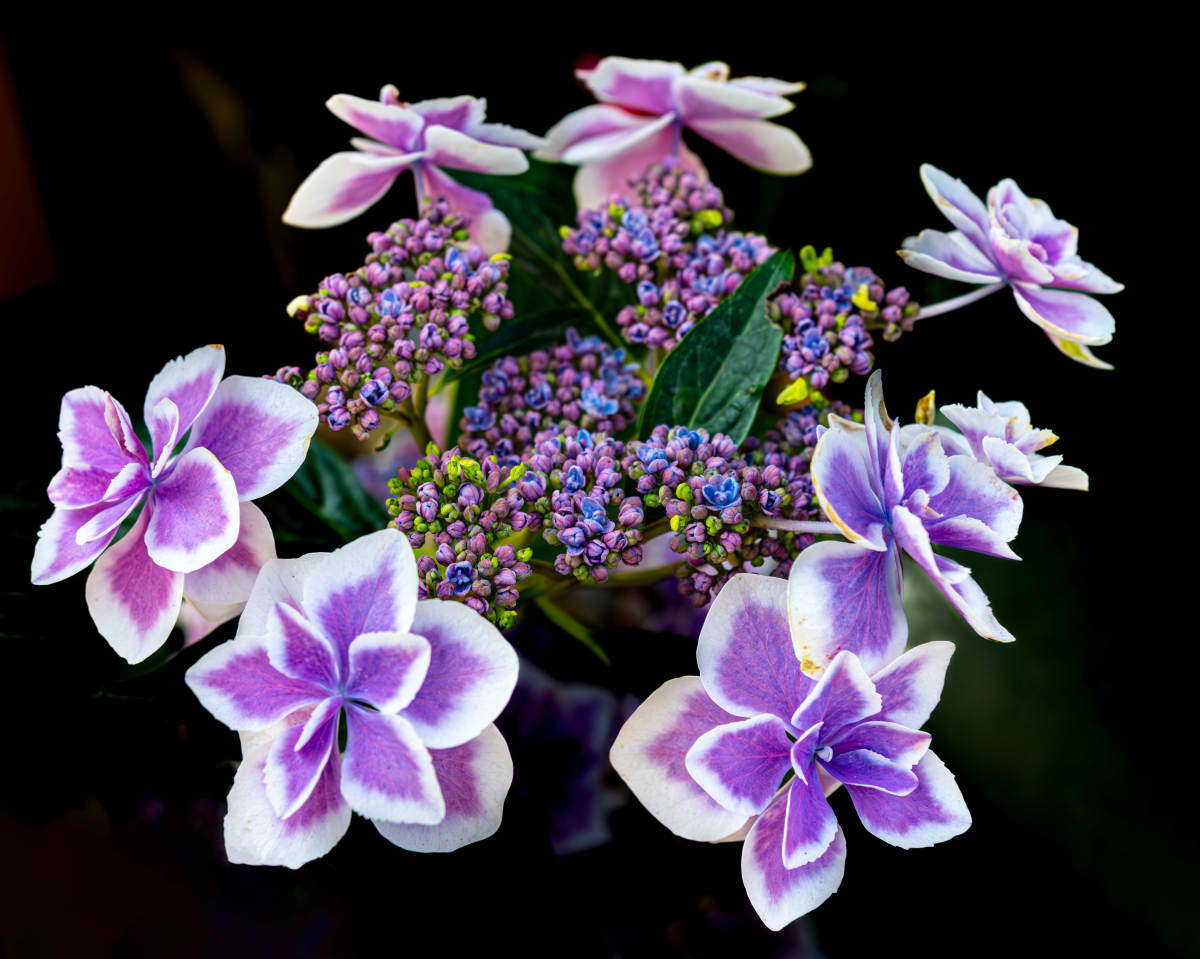 Stargazer Hydrangea, Butchart Gardens by Gerald Goldberg, MD, Image 1.