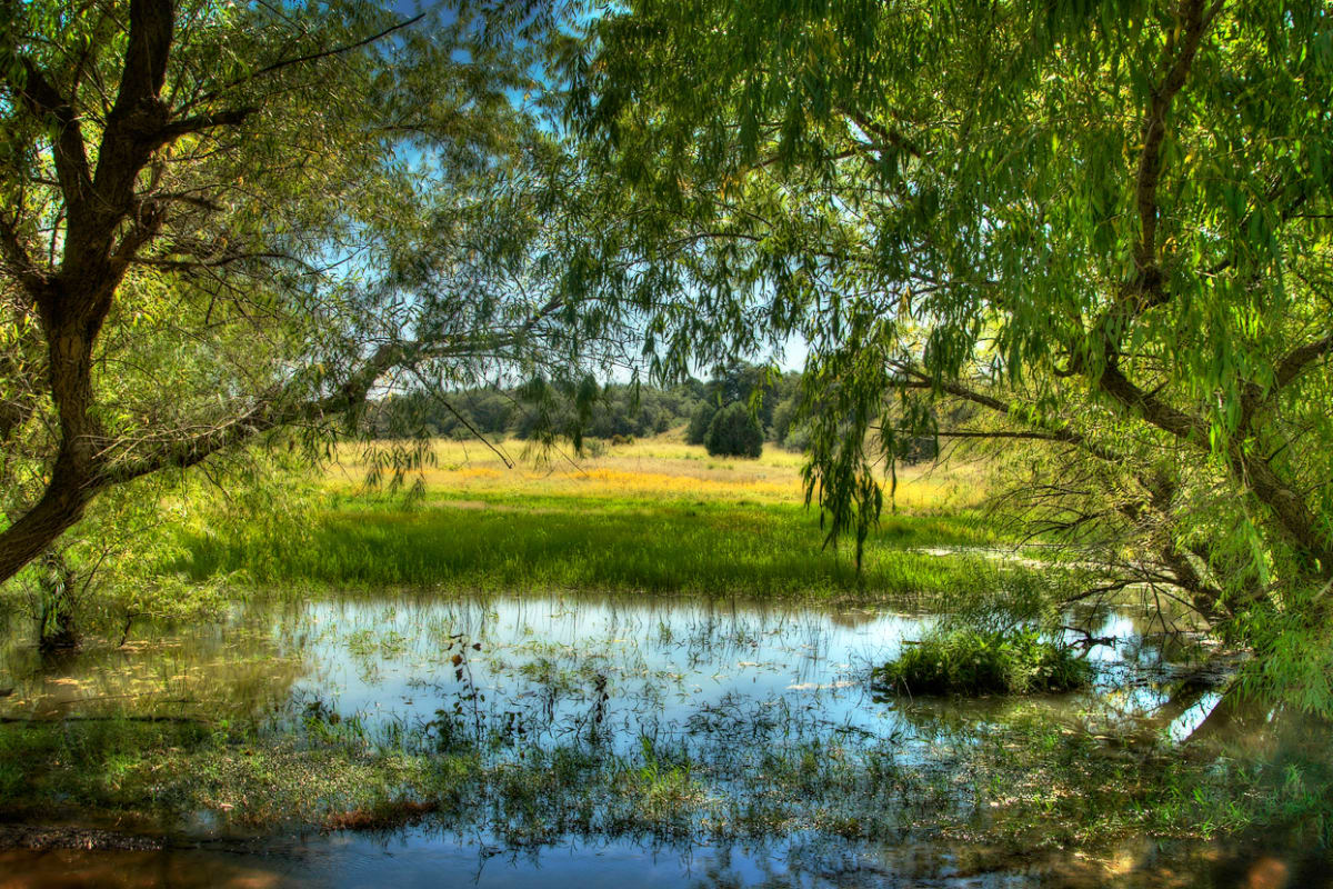 Turkey Creek Cienega by Bill Steen 