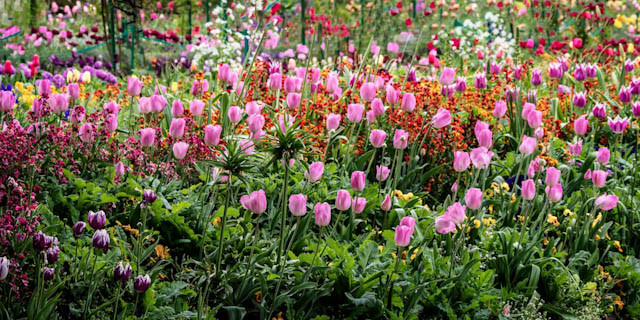 Keukenhof Tulips    by Steve Dell 