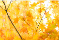 Fall Leaves by Brandy Stone 