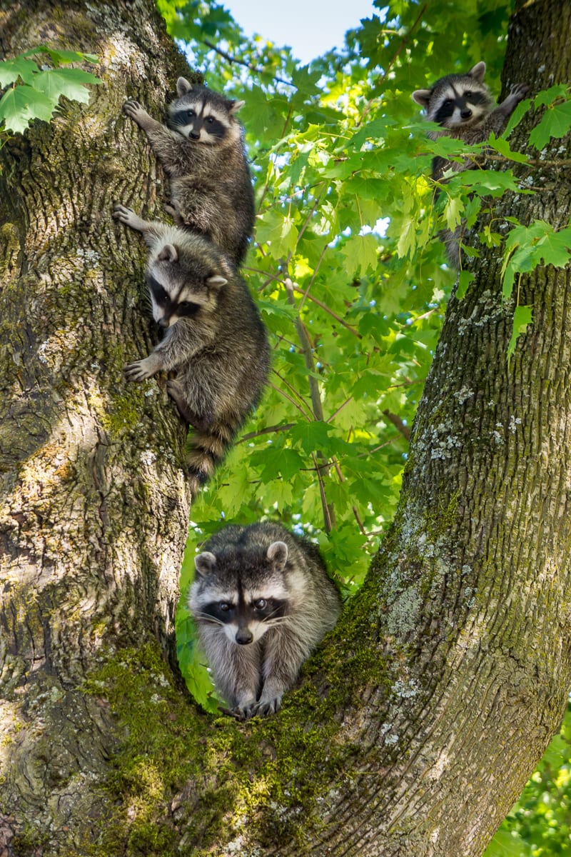 Raccoon Family by Vicky Stromee 